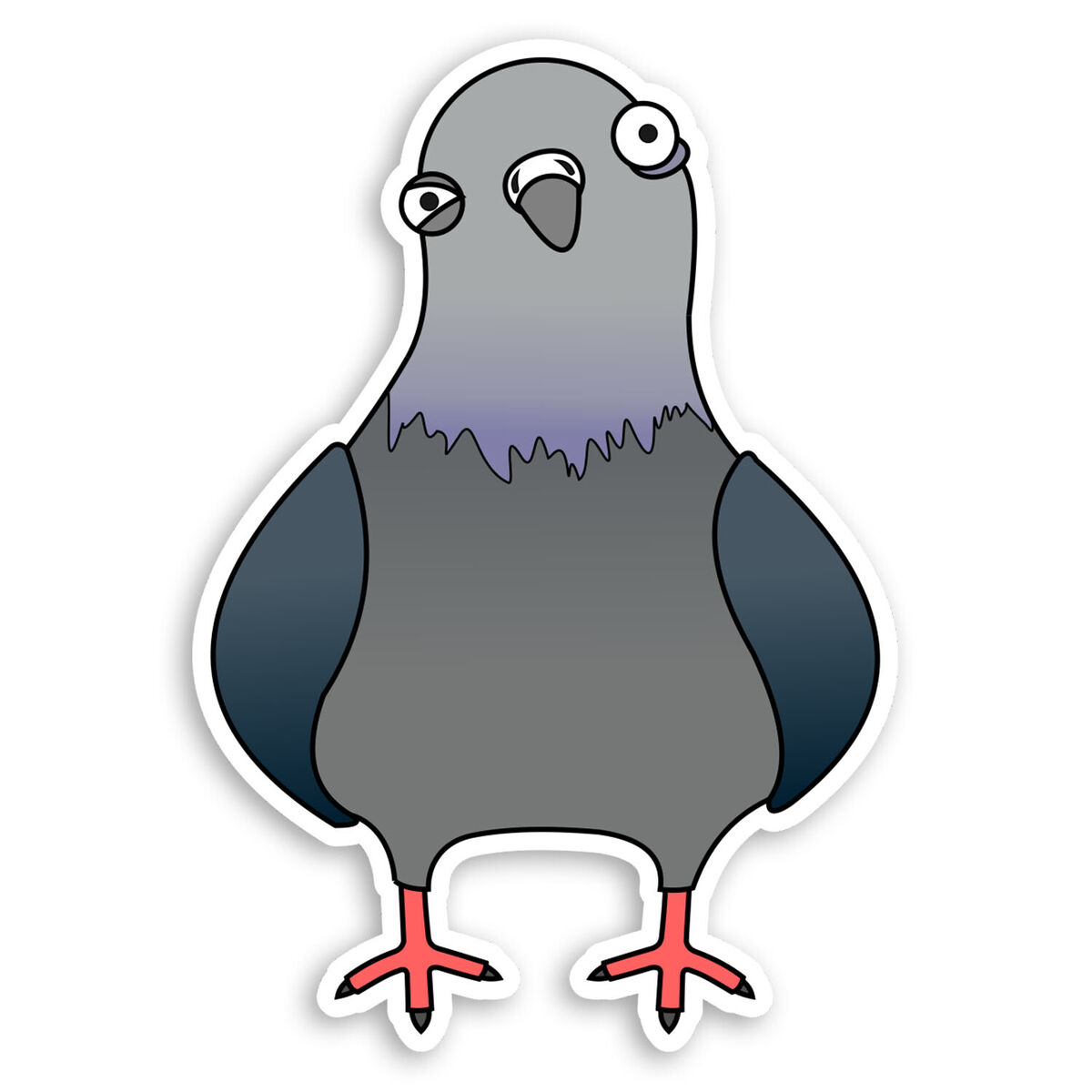 Feral Rock Pigeon